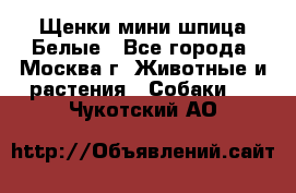 Щенки мини шпица Белые - Все города, Москва г. Животные и растения » Собаки   . Чукотский АО